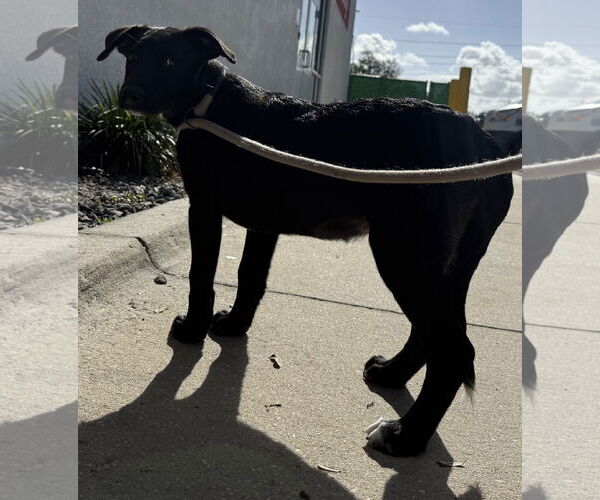 Medium Photo #5 Siberian Husky-Unknown Mix Puppy For Sale in Sanford, FL, USA