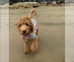 Small Photo #1 Goldendoodle Puppy For Sale in PORTLAND, OR, USA