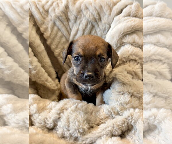 Medium Photo #2 French Bull Weiner Puppy For Sale in Corona, CA, USA