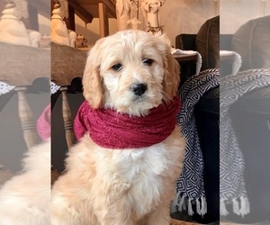 Irish Doodle Puppy for sale in WEST SALEM, OH, USA