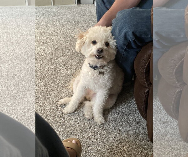 Medium Photo #3 Poodle (Miniature) Puppy For Sale in McKinney, TX, USA