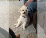 Small #2 Poodle (Miniature)