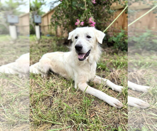Medium Photo #2 Great Pyrenees Puppy For Sale in Spring, TX, USA