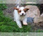 Small #2 Cavapoo