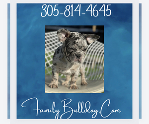 French Bulldog Puppy for sale in NEW YORK, NY, USA