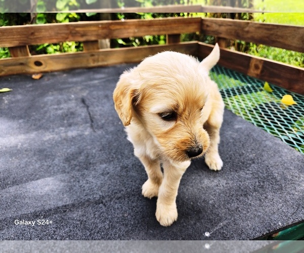 Medium Photo #6 Goldendoodle Puppy For Sale in LEON, KS, USA