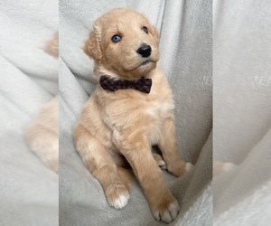 Goldendoodle-Siberian Husky Mix Puppy for sale in SPOKANE VALLEY, WA, USA
