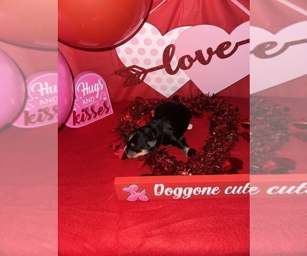 Medium Photo #7 Schnauzer (Miniature) Puppy For Sale in LAFAYETTE, LA, USA