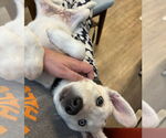 Small #23 Huskies -Labrador Retriever Mix