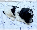 Puppy Scout Poodle (Standard)
