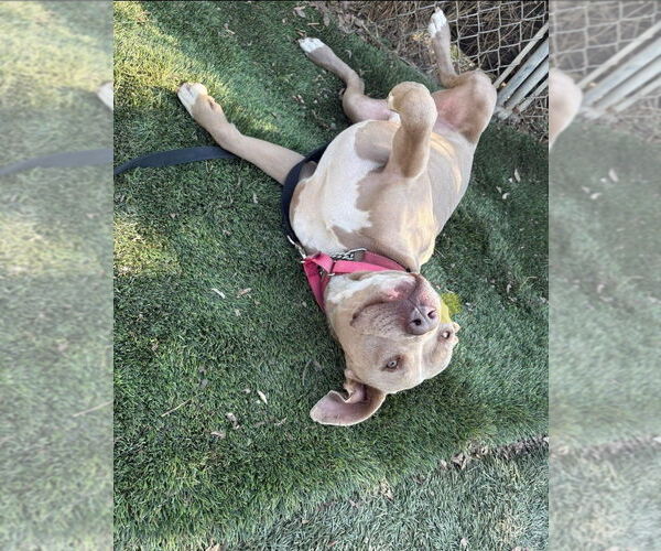 Medium Photo #18 American Staffordshire Terrier-Unknown Mix Puppy For Sale in Lake Forest, CA, USA