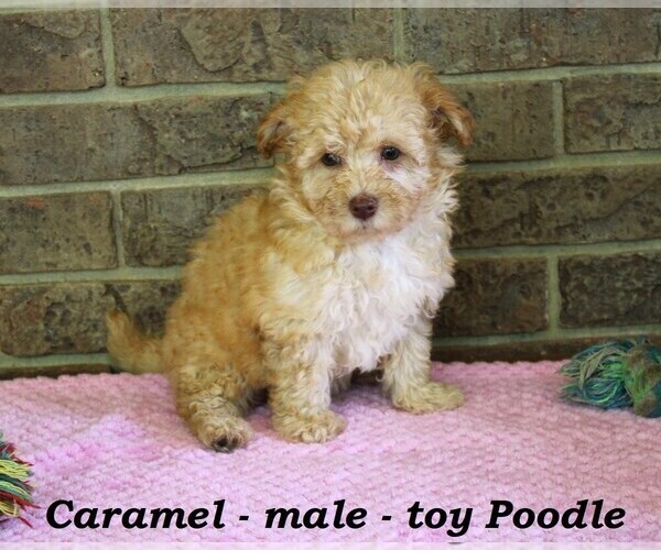Medium Photo #3 Poodle (Toy) Puppy For Sale in CLARKRANGE, TN, USA