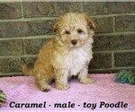 Small Photo #3 Poodle (Toy) Puppy For Sale in CLARKRANGE, TN, USA