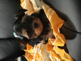 Yorkshire Terrier Puppy for sale in SAN ANTONIO, TX, USA
