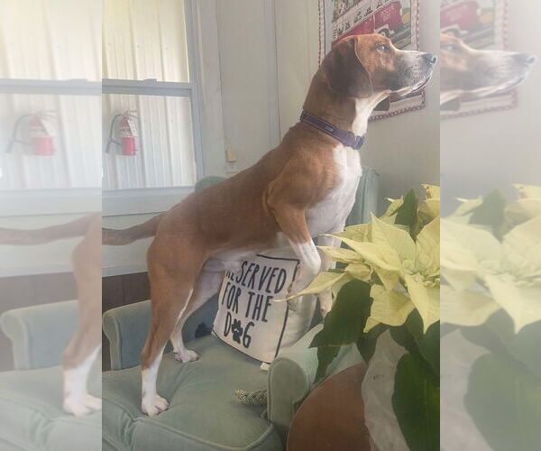 Medium Photo #7 Beagle-Coonhound Mix Puppy For Sale in Osgood, IN, USA