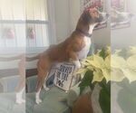Small #6 Beagle-Coonhound Mix