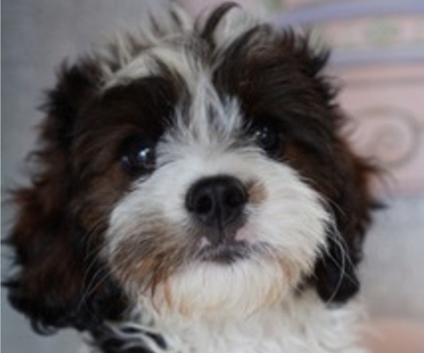 Medium Photo #3 Cavapoo Puppy For Sale in STUART, FL, USA