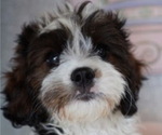 Small #2 Cavapoo