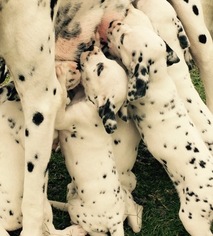 Dalmatian Puppy for sale in CLEBURNE, TX, USA