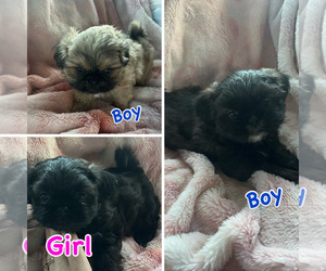 Pekingese Puppy for sale in ROY, WA, USA