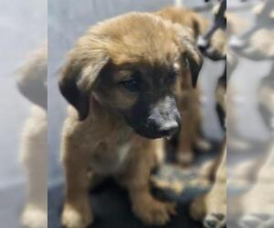 Labrador Retriever-Unknown Mix Dogs for adoption in San Antonio, TX, USA