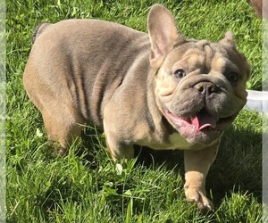 French Bulldog Puppy for sale in AKRON, OH, USA