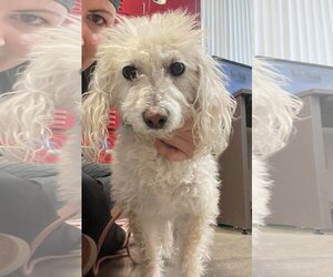 Maltipoo Dogs for adoption in Chandler, AZ, USA