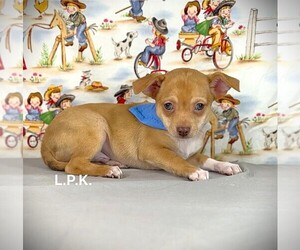 Chihuahua Puppy for sale in WINNSBORO, LA, USA