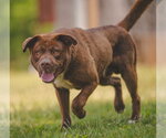 Small #2 Labrador Retriever Mix