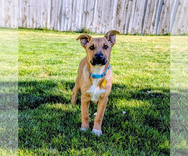 Medium Photo #12 Labrador Retriever-Unknown Mix Puppy For Sale in Sandy, UT, USA