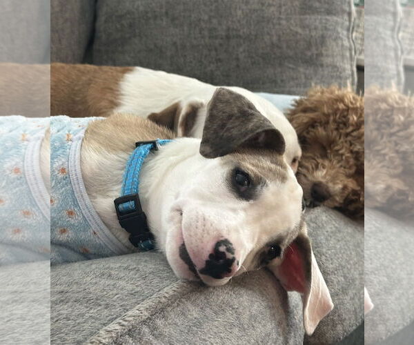 Medium Photo #7 Catahoula Leopard Dog-Unknown Mix Puppy For Sale in Rockaway, NJ, USA