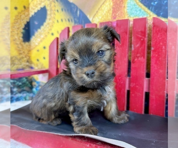 Medium Photo #9 Morkie Puppy For Sale in CASSVILLE, MO, USA