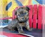 Small #8 Morkie