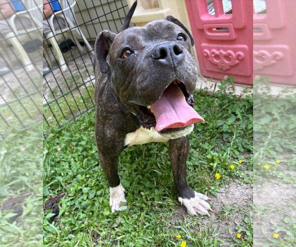 Medium Photo #2 American Bulldog-Unknown Mix Puppy For Sale in Virginia Beach, VA, USA