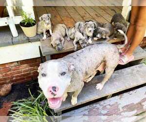 Mother of the American Pit Bull Terrier puppies born on 06/30/2021