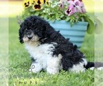 Small #3 Cavapoo (Miniature)