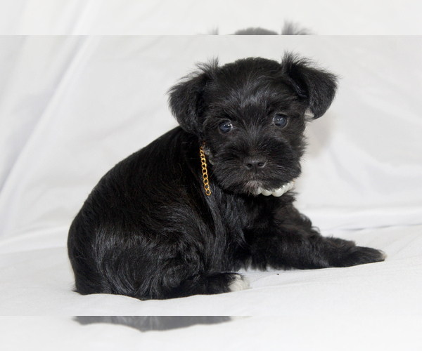 Medium Photo #3 Schnauzer (Miniature) Puppy For Sale in BROOKSVILLE, FL, USA