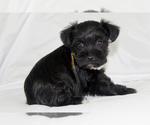 Small #2 Schnauzer (Miniature)