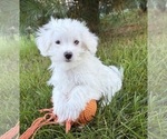 Enzo - Male Maltese Puppy for Sale - Photo #2