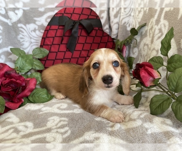 Medium Photo #7 Dachshund Puppy For Sale in SHILOH, OH, USA