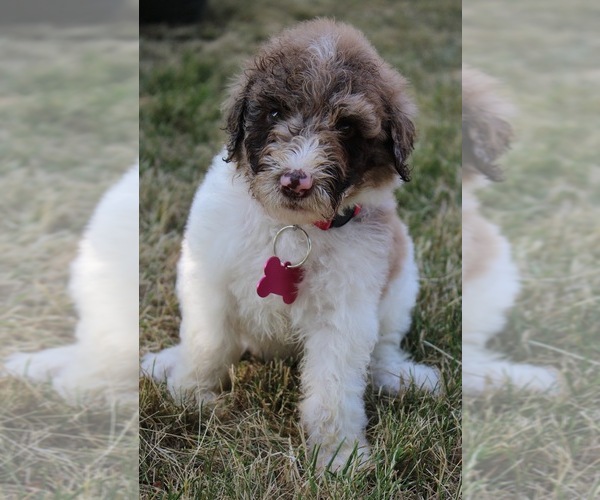 Medium Photo #1 Goldendoodle Puppy For Sale in HOWARD CITY, MI, USA