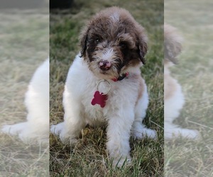 Medium Goldendoodle
