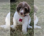 Small Photo #1 Goldendoodle Puppy For Sale in HOWARD CITY, MI, USA