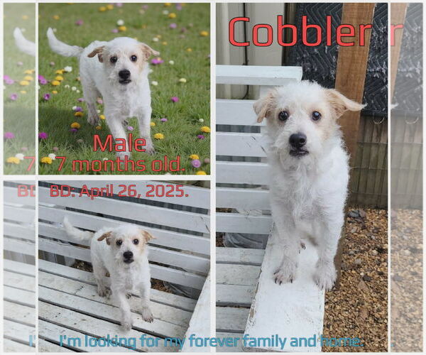 Medium Photo #1 Mutt Puppy For Sale in New London, WI, USA