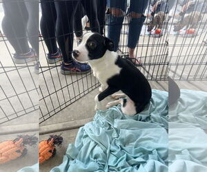 Mutt Dogs for adoption in Jackson Township, NJ, USA