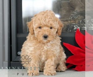 Poodle (Miniature) Puppy for sale in GORDONVILLE, PA, USA