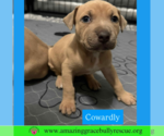Small #3 Bulldog-Labrador Retriever Mix