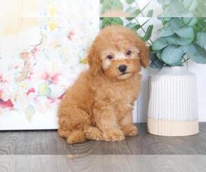 Goldendoodle Puppy for sale in BEL AIR, MD, USA