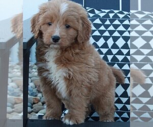 Goldendoodle (Miniature) Puppy for sale in FREDERICKSBURG, OH, USA