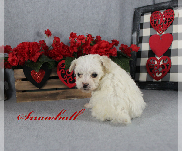 Medium Photo #12 Poodle (Toy) Puppy For Sale in CHANUTE, KS, USA